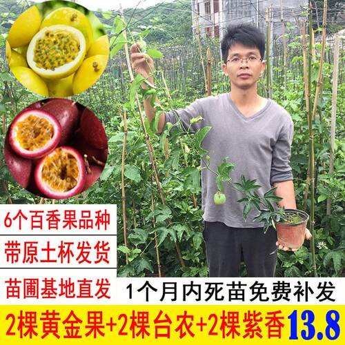 百香果苗桂蜜9号苗新品种