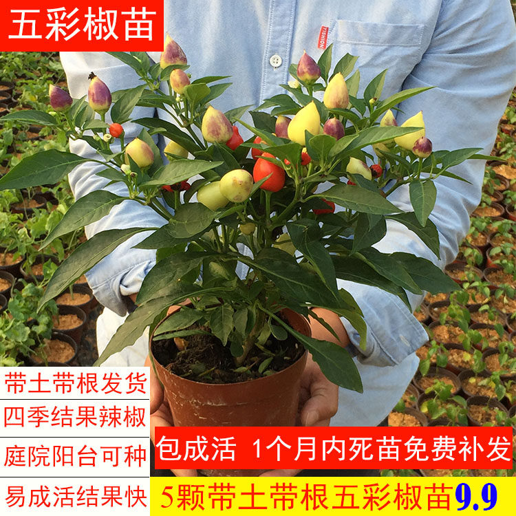 五彩辣椒盆栽四季可种泡椒食用