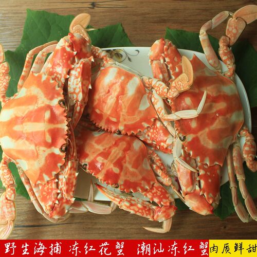 潮汕特产打冷菜 野生海捕红花蟹 新鲜活蒸冻红蟹冷藏真空包装