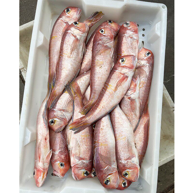 潮汕饶平马头鱼甘鲷新鲜斧头鱼冷冻方头鱼深海鱼海鲜广东包邮