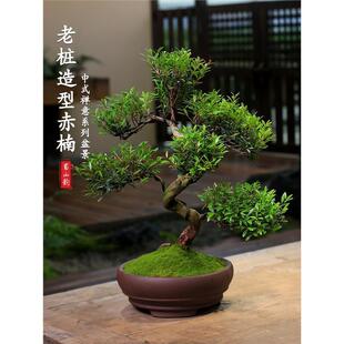 小叶赤楠老桩盆景造型植物四季常青盆栽庭院室内客厅观叶好养绿植