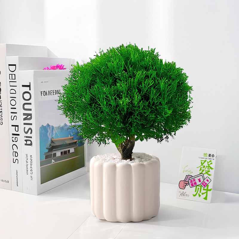 雾凇放青松绿植室内桌面四季常青懒人好养活小盆栽净化空气北欧风