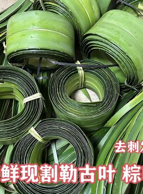 新鲜粽叶 现割去刺露兜叶 阳春特色绞古叶假菠萝粽叶 勒古粽子叶
