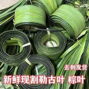 新鲜粽叶 现割去刺露兜叶 阳春特色绞古叶假菠萝粽叶 勒古粽子叶