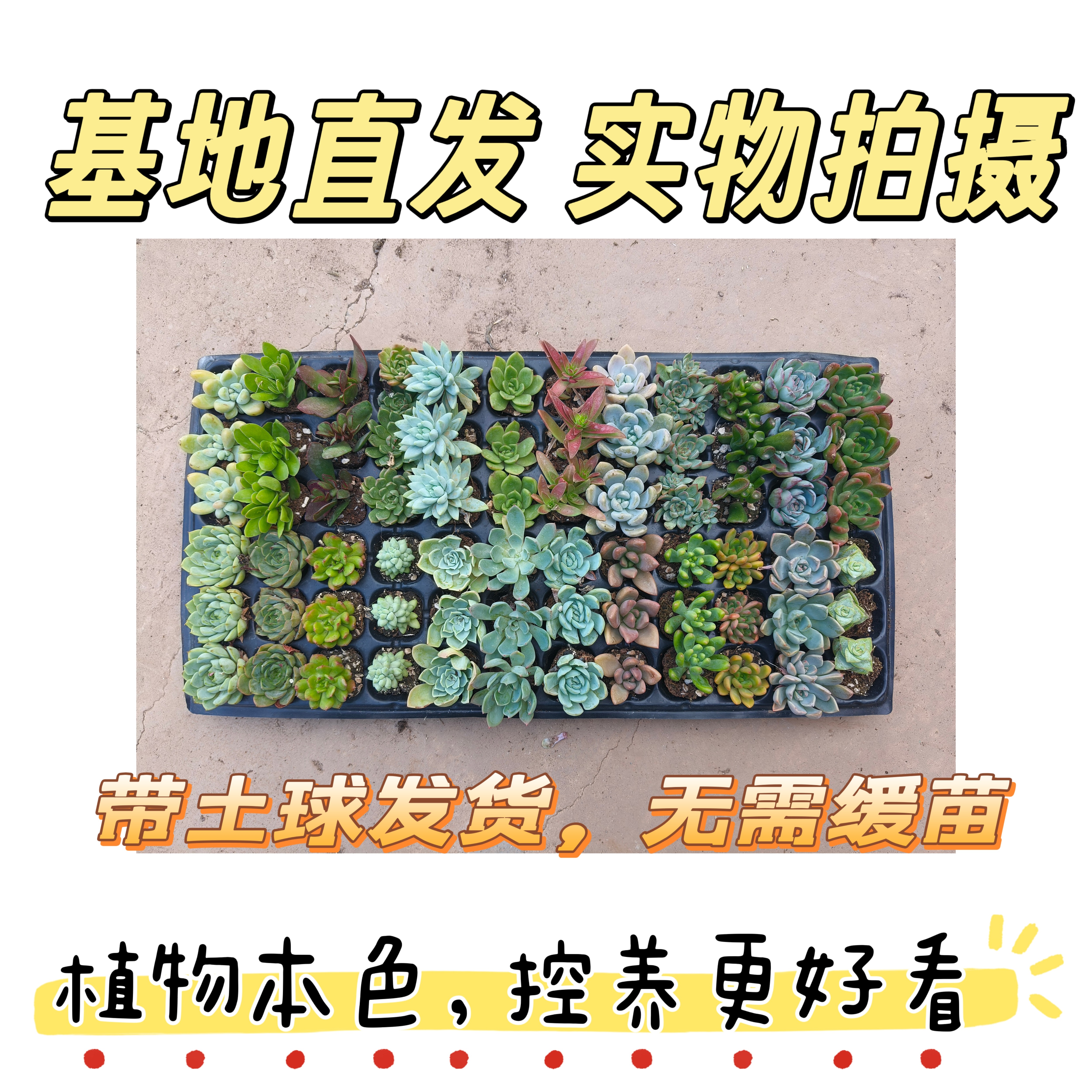 多肉植物新手套餐混搭组合装拼盘阳台盆栽四季易活便宜室内绿植