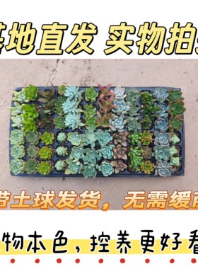 多肉拼盘精品肉肉套装懒人植物