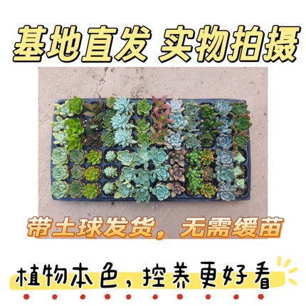 多肉植物新手套餐混搭组合装拼盘阳台盆栽四季易活便宜室内绿植