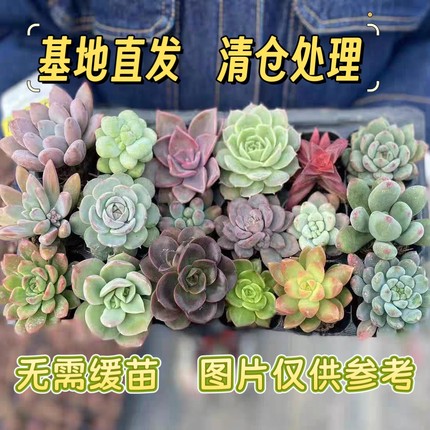 多肉清仓办公室多肉阳台处理多肉3厘米组合盆栽小植物花卉