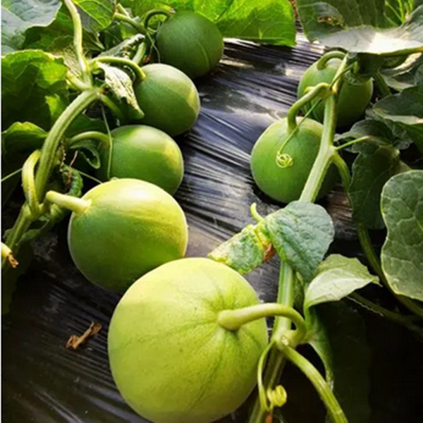 日本甜宝种子薄皮甜瓜种业优质开花耐湿热高产瓜果不易裂瓜口感甜