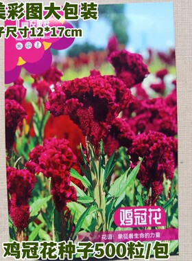 鸡冠花花籽春播白色扇状红黄庭院室外耐旱易活盆栽鸡冠花混色种子