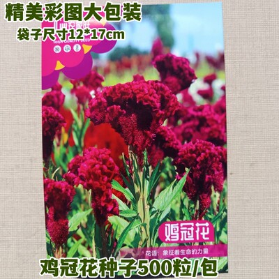 鸡冠花花卉种子多色混合四季有花
