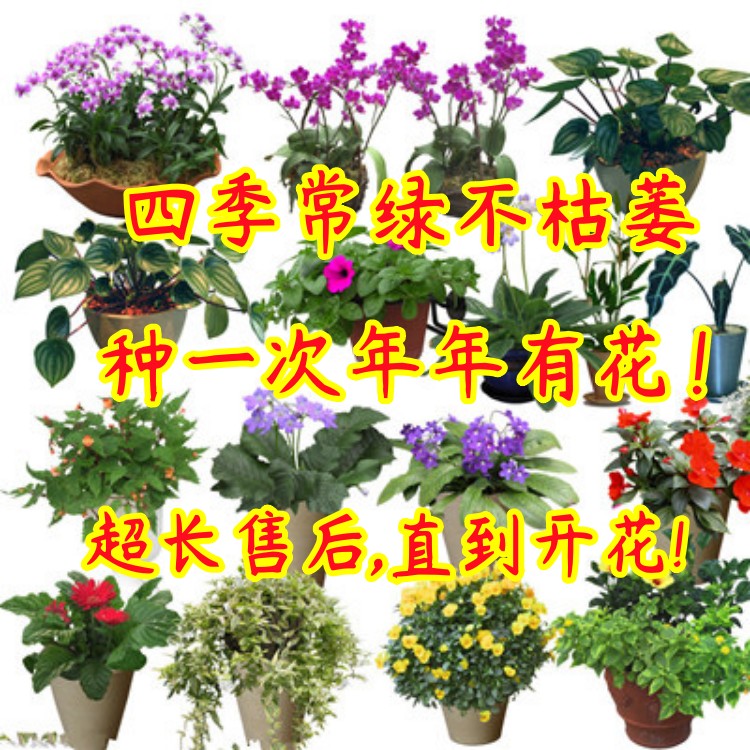 花种子四季种易活花期长阳台盆栽花卉套餐绿植室内包邮免运费花籽