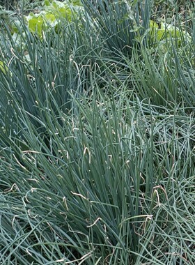 农家时蔬小葱香菜韭菜露天种植
