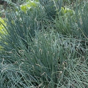农家时蔬小葱香菜韭菜菜心荷兰豆包菜南瓜莴笋露天种植粽叶