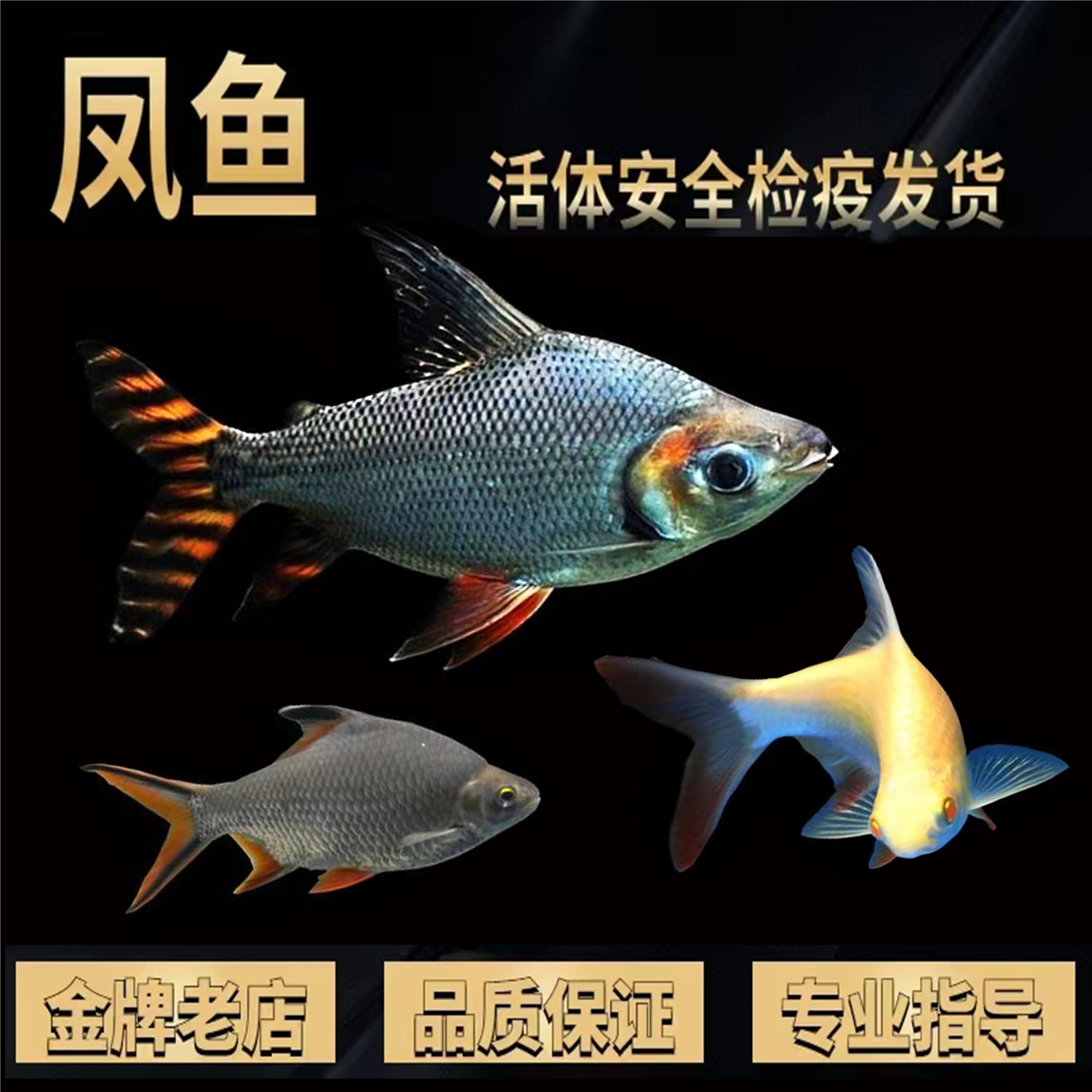 热带观赏鱼直纹飞凤鱼苗活体金凤银凤泰国鲫中层吃垃圾鱼龙鱼配鱼