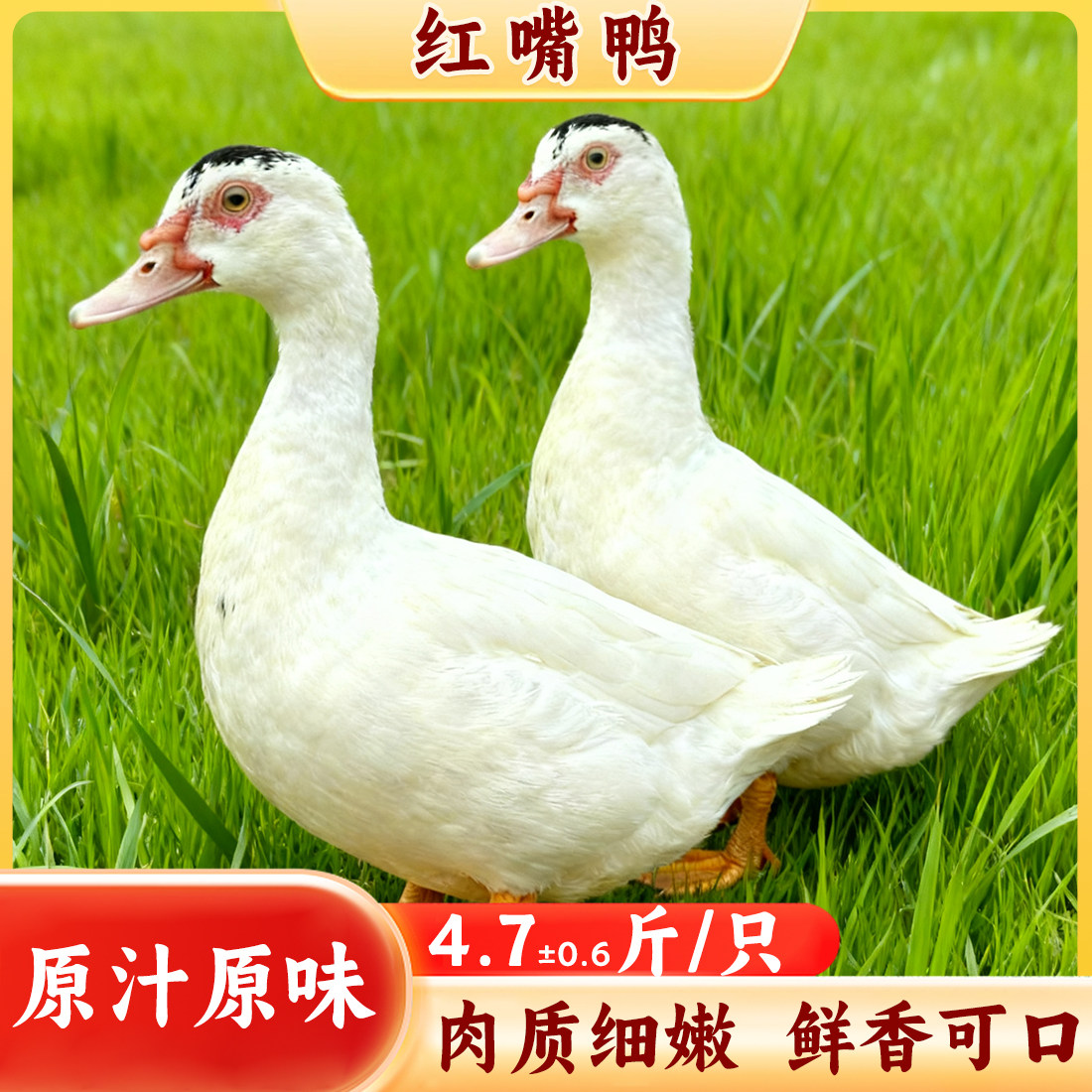 与辉同行安徽大别山红嘴鸭子红头鸭红嘴雁番鸭散养土鸭新鲜草鸭肉