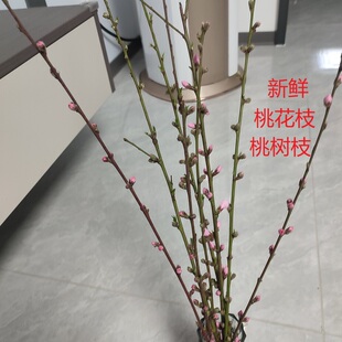 新鲜现切桃花枝鲜花绿植水培开花植物室内花夲插花瓶桃木枝桃树枝