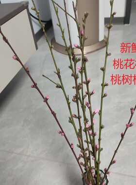 东南枝新鲜现剪桃树枝桃花枝真花鲜花插花瓶桃木插水里