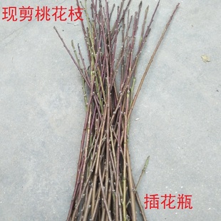 水培桃花枝新鲜现剪真桃树枝尖桃木枝条插花瓶泡水婴儿