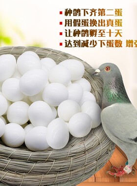 大型肉鸽注水假蛋圆环塑料鸽蛋元宝鸽替换假鸽子蛋白羽王鸽蛋包邮