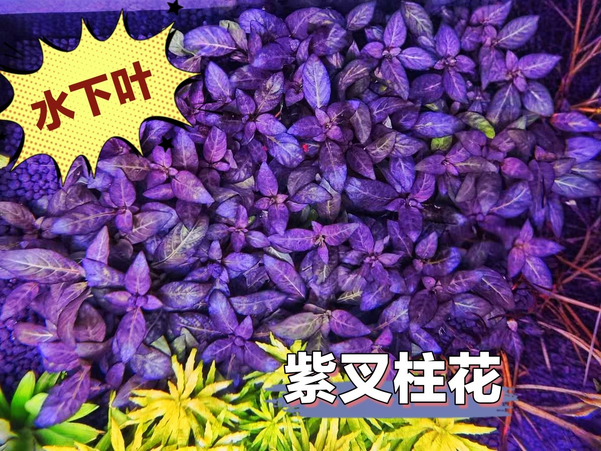 紫叉柱花中前景水下叶草缸造景水草荷兰景菜园子