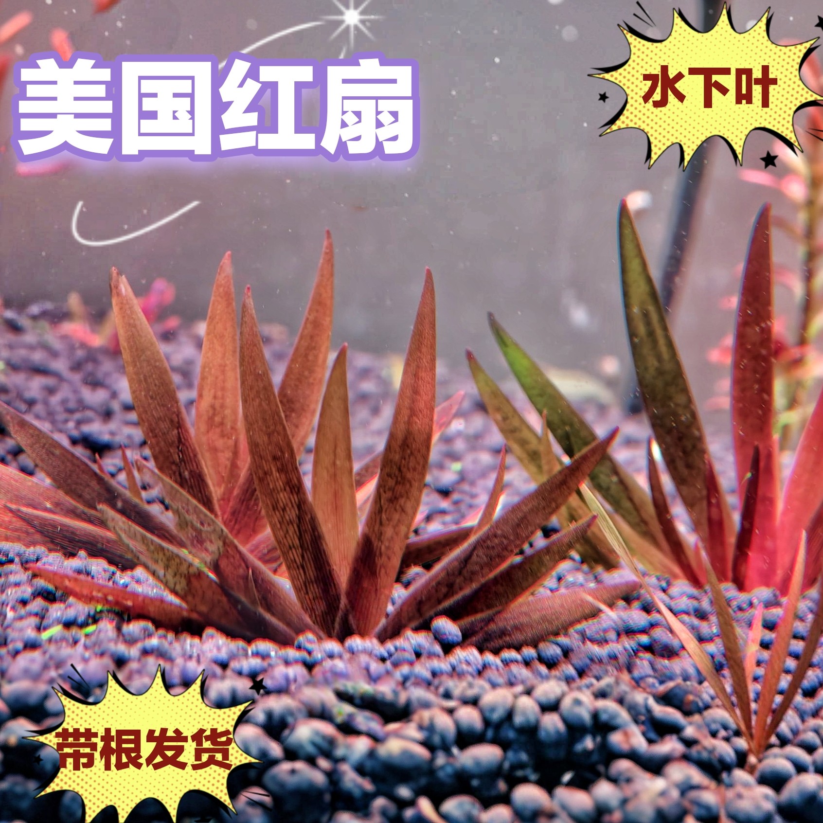 美国红扇子水下叶水草鱼缸水族箱造景装饰前景草高端新品稀有