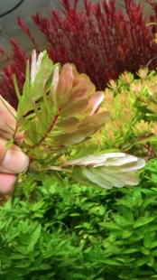 屠戮宫廷Tulu宫廷鱼缸草缸造景真水草大叶绿蝴蝶中景水草水下叶