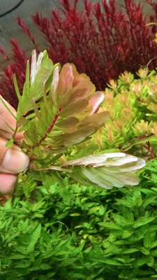 屠戮宫廷Tulu宫廷鱼缸草缸造景真水草大叶绿蝴蝶中景水草水下叶