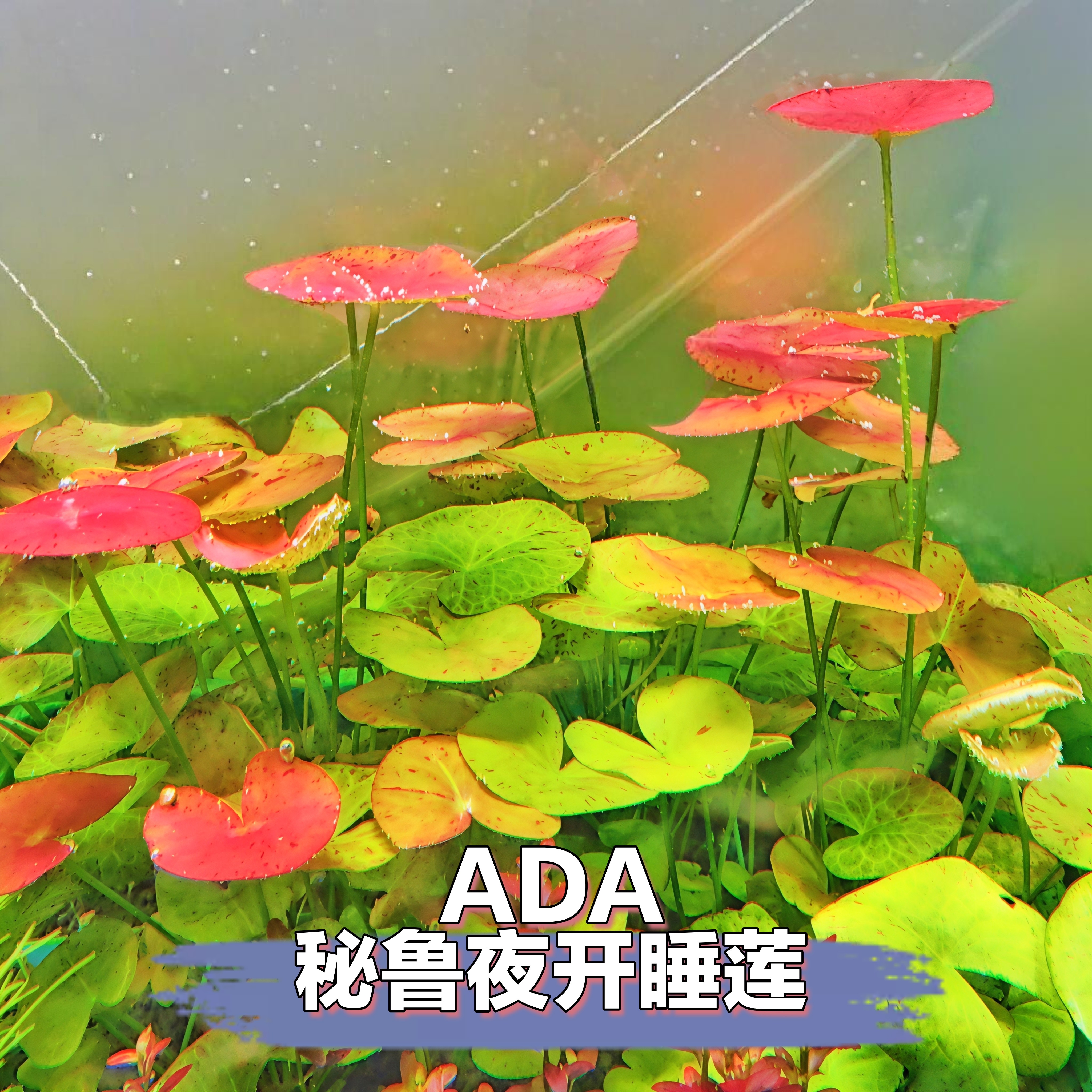 ADA夜开睡莲秘鲁夜开睡莲水草鱼缸造景装饰稀有水草真草新手水草
