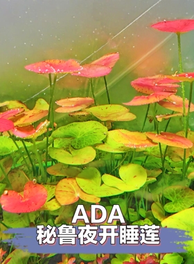 ADA夜开睡莲秘鲁夜开睡莲水草鱼缸造景装饰稀有水草真草新手水草
