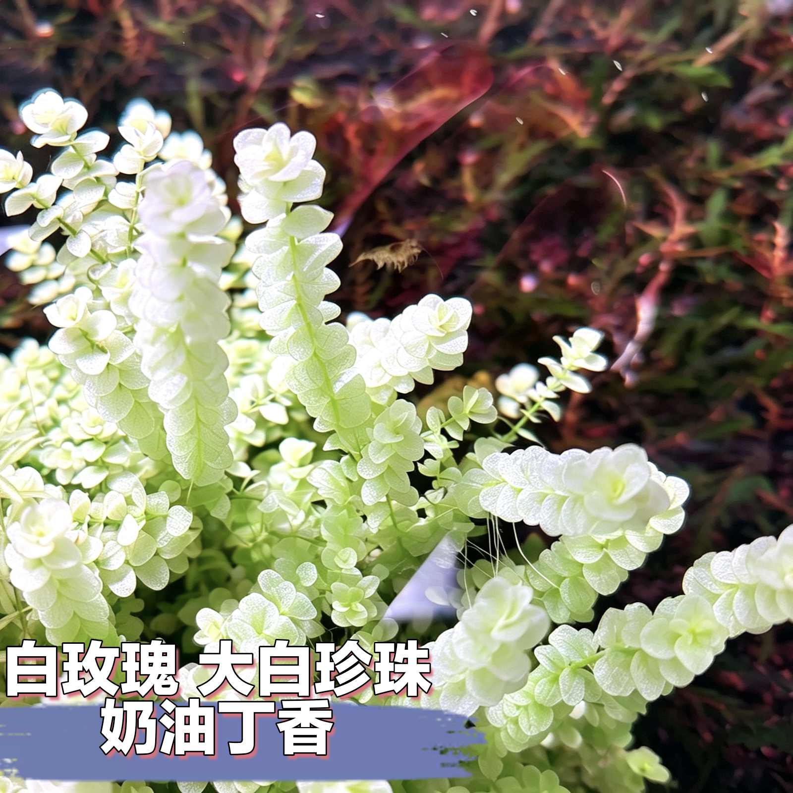 白玫瑰大白珍珠奶丁香白色白化水草迷你水族箱造景中景荷兰景高阶