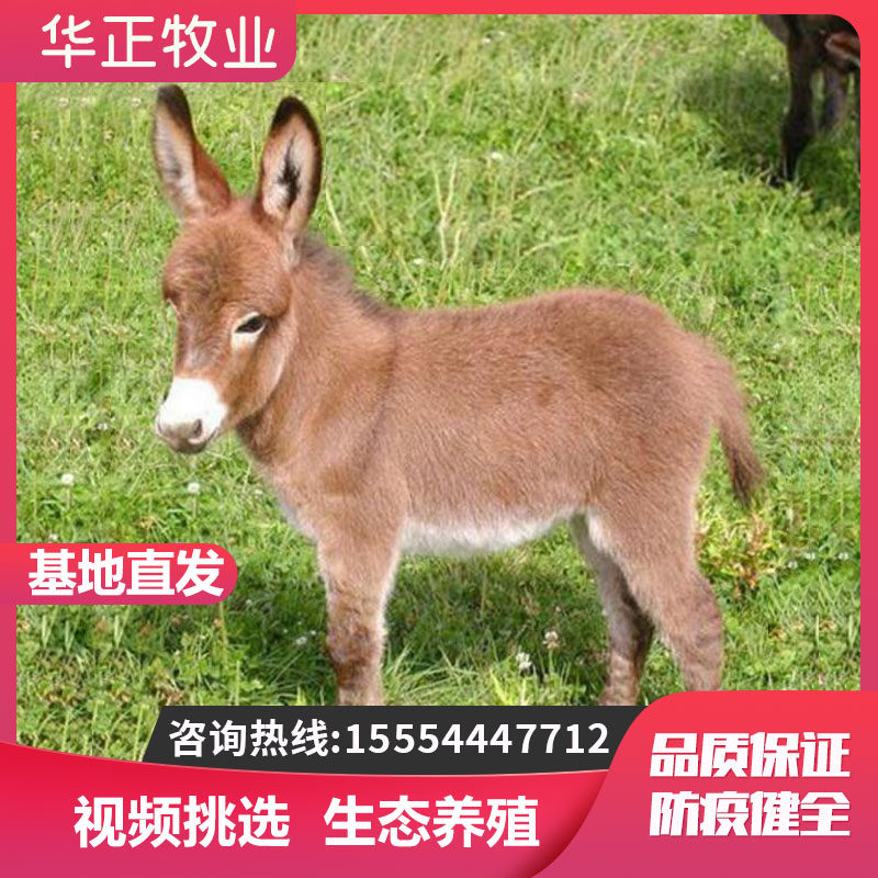 迷你宠物驴幼崽活体出售儿童乘骑小毛驴网红景区观赏驴养殖租赁
