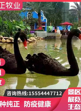 黑天鹅活苗成年黑天鹅活物观赏