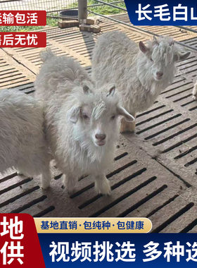 宠物观赏羊小羊羔活苗养殖技术