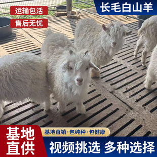 宠物羊观赏羊小羊羔羊苗幼崽山羊活苗侏儒羊小秧苗活羊养殖技术