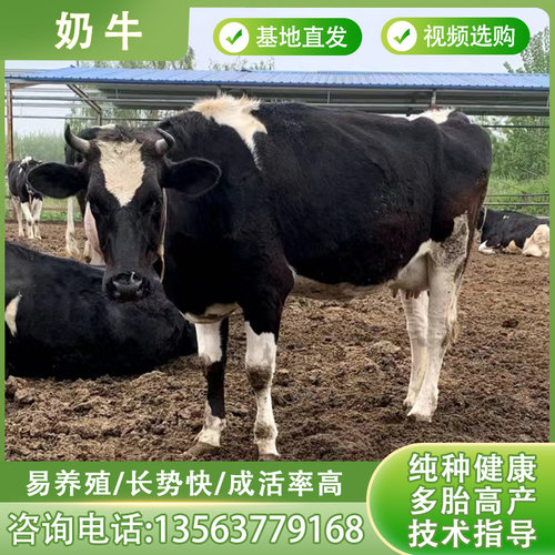 二胎高产奶牛养殖高产奶牛