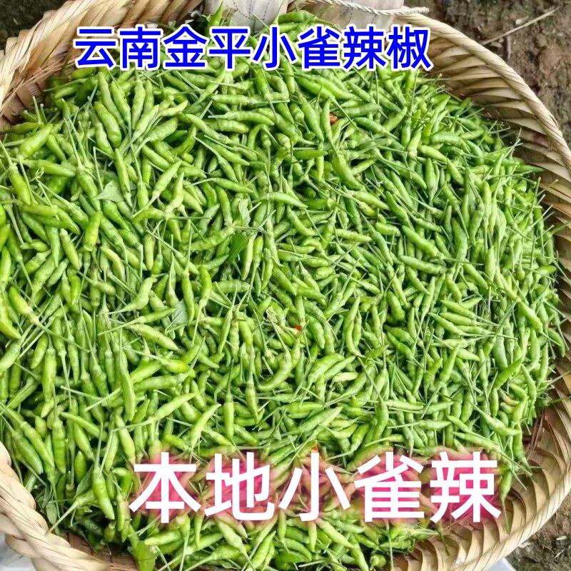 云南金平小雀辣椒新鲜本地辣椒农产品散装迷你魔鬼辣泡辣椒小米辣