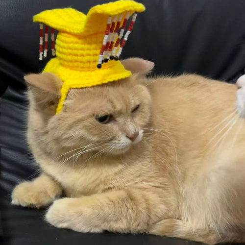 可爱宠物毛线钩织皇上帽子diy材料包手工编织自制礼物猫咪装饰