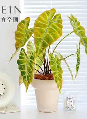 仿真绿天鹅绒海芋秋红绿植七彩芋叶手感背景墙橱窗造景植物角森系