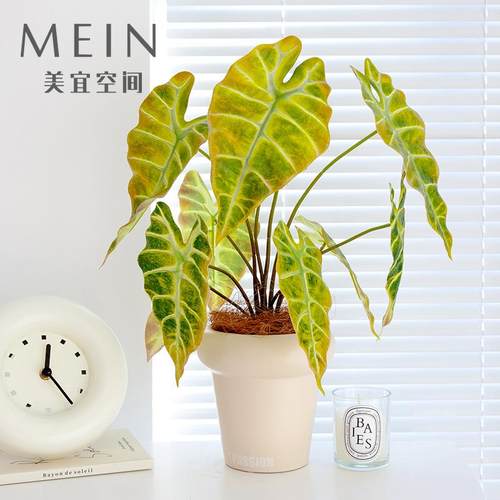 家居仿真绿植芋叶