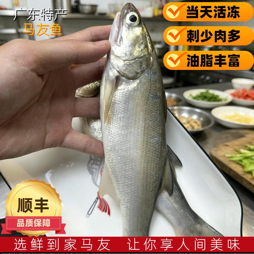 马友鱼 广东特产午笋鱼活冻新鲜鱼湛江海捕海鲜水产2条600g大午鱼