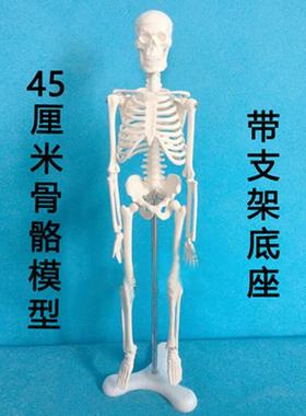 人体教学支架肌肉骷髅A款模型