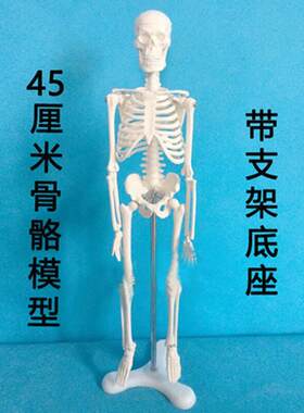 人体教学支架肌肉骷髅A款模型