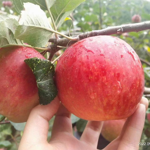 泸定糖心苹果新鲜水果脆甜现摘