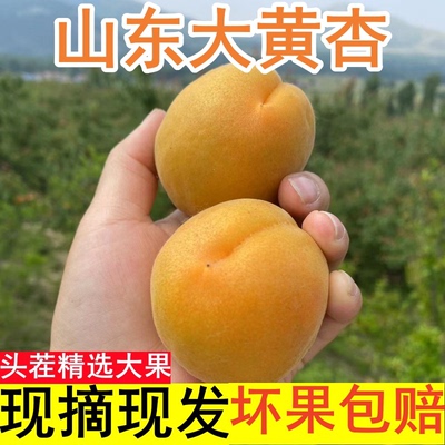 山东大黄杏酸甜孕妇杏子新鲜水果