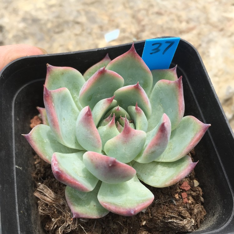吉娃娃吉娃莲单头多肉植物组合盆栽一物一拍 【ZHF小院】0705
