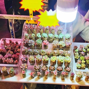 摆摊多肉花架拇指盆收纳架盆栽置物架玻璃瓶展示花盆整理绿植烟架