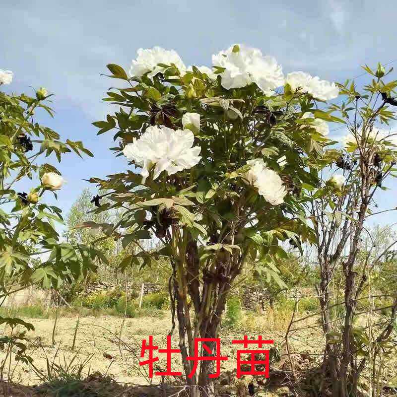 药用油用牡丹苗新款丹皮种苗耐热凤丹苗正品牡丹苗子室外种植