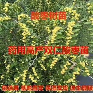 晋酸3号高产药用双仁酸枣苗山枣苗篱笆庭院盆栽南北方种植当年结
