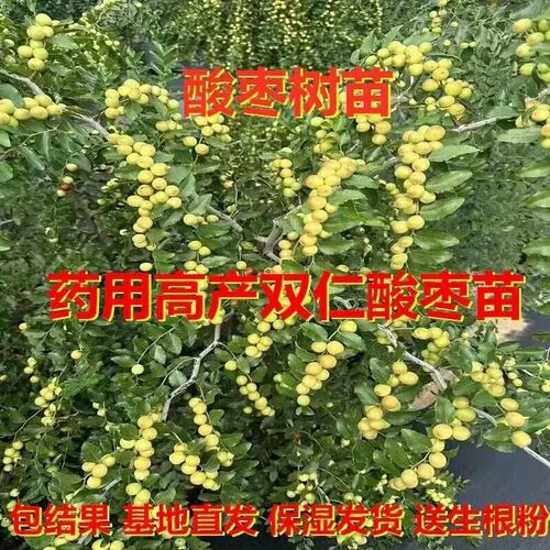 药用高产双仁酸枣苗耐寒耐热易活